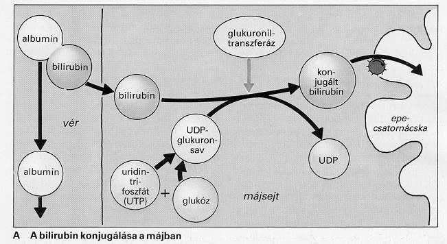 epe vékonybél (baktériumok) urobilinogén urobilin (narancssárga), szterkobilinogén szterkobilin (aranysárga)