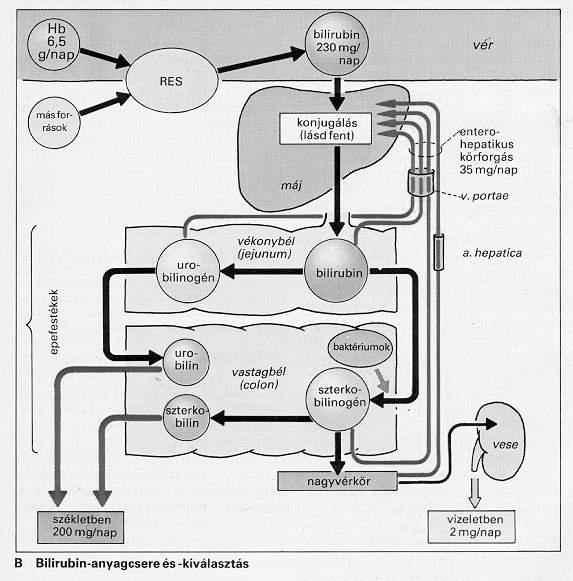 Icterus (sárgaság) Oka: hyperbilirubinaemia a bilirubin bekerül a szövetekbe (sclera, bőr) norm: bilirubin: 5-17 µmol/l sárgaság: bilirubin > 34-43 µmol/l a) hemolitikus ~ : fokozott hemolízis;