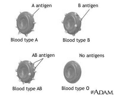 ABO-vércsoport A vércsoport B vércsoport AB vércsoport 0 vércsoport Antigének a vvt membránján H, A, B természetes antitestek (IgM) a vérplazmában: a csecsemő a táplálékkal bevitt idegen (azaz