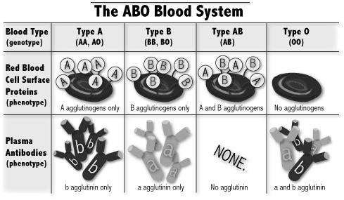 antigének megtalálhatók még: a nyálban, verejtékben, gyomornedvben, könnyben ABO vércsoportrendszer vércsoport (genotípus) A vércsoport (AA, A0) B vércsoport (BB, B0) AB vércsoport (AB) 0