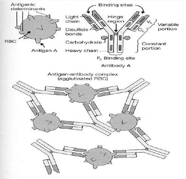 antigén determináns csoportok kötőhelyek VVT A
