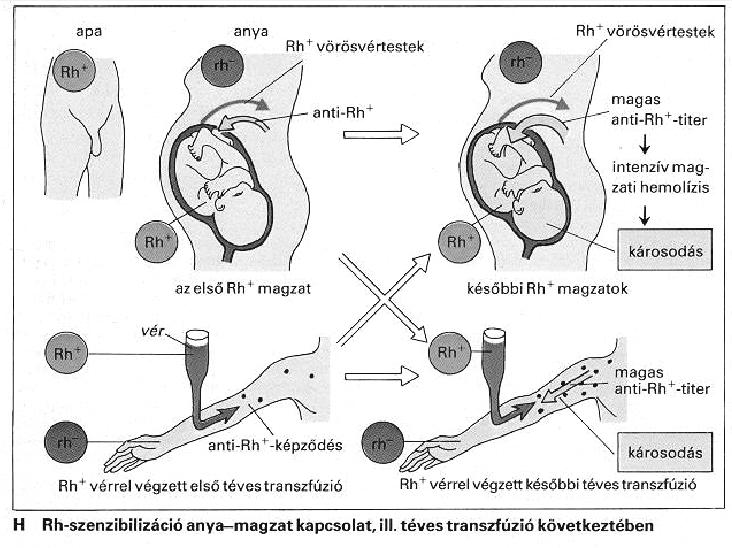 Rh(esus) vércsoport Rh faktor: C, D, E, c, d, e antigén-variánsok RhD + és RhD - vércsoport RhD + (85%) van D-antigén, nincs ellenanyag