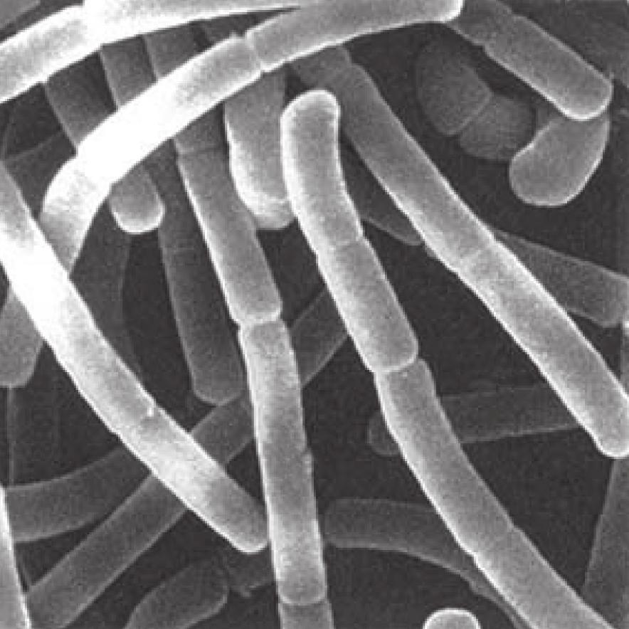 Jól felismerhető a sejtet körülvevő exopoliszacharid (EPS) mint öntermelésű prebiotikum,