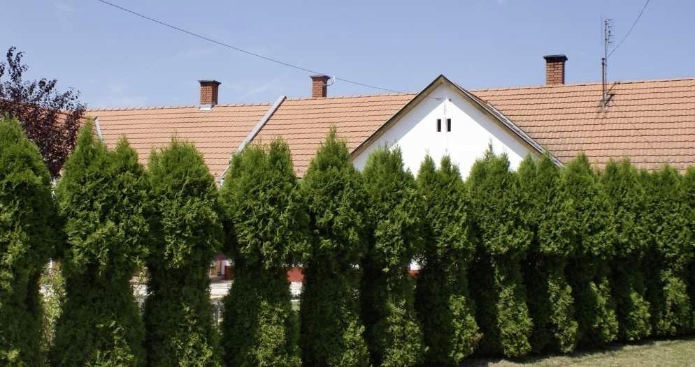 zöldfelületek