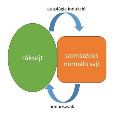 nagy gyakorisággal következnek be hibák, a hibás fehérjék felhalmozódása felelős többek között e betegségek során jelentkező idegrendszeri károsodásokért.