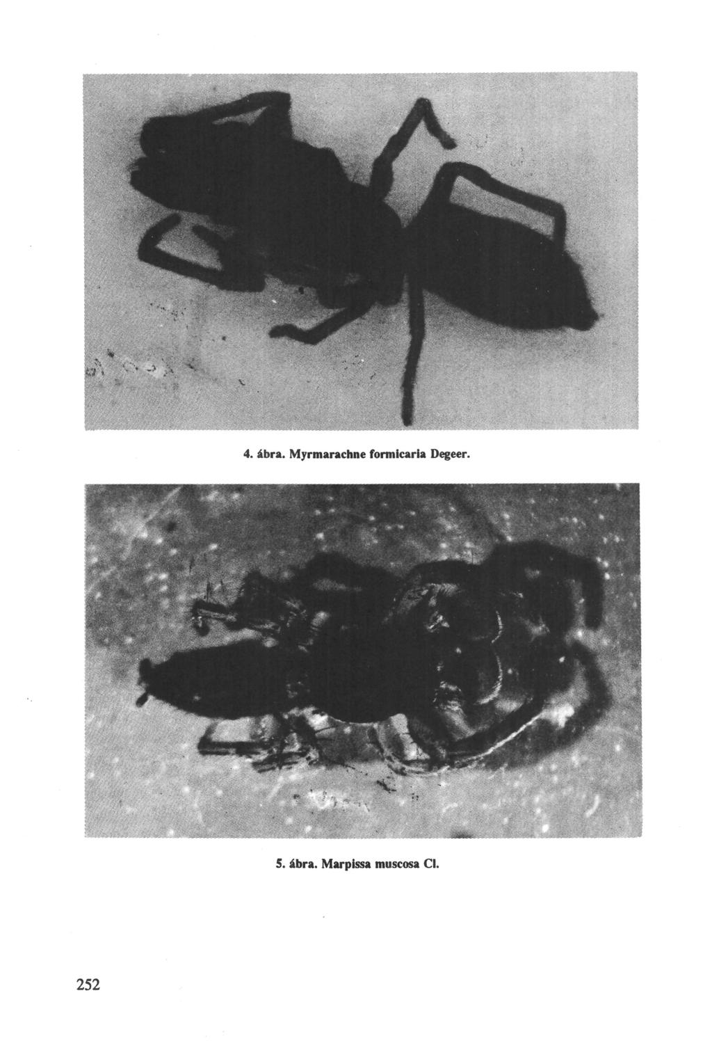 4. ábra.