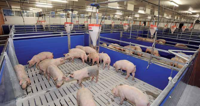 Hízókutricák Biztos sertéstartás a legmagasabb minőségben A Weda hízó - kutricái értékes anyagból készülnek,