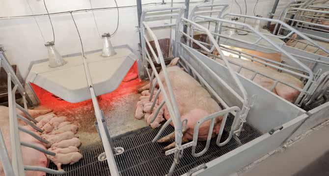 AKD típusú fiaztató kutrica A koca és a malac jólétéért Az AKD típusú fiaztató