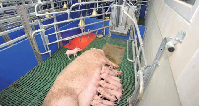 A kutrica speciális kialakításának köszönhetően a malacok a fészkükben védve vannak a koca