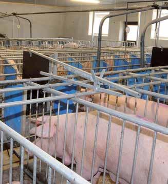 Lezáróajtó a kanfolyosóra Megfelelő időben a megfelelő helyen A záró kapuk a kant egy meghatározott területen belül tartják, azért, hogy az ott álló kocák megtermékenyítése megtörténhessen.
