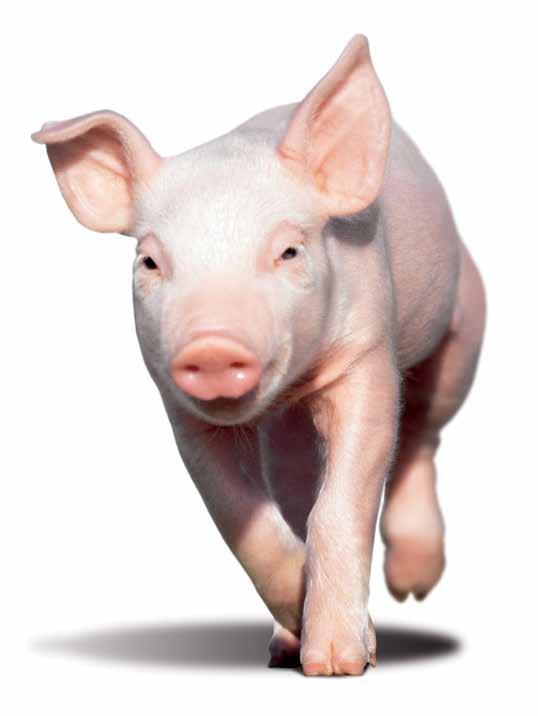 We care about pigs.
