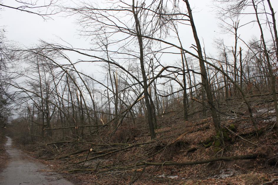 A 214. decemberi jégkár okai és következményei a Pilisi Parkerdő Zrt.
