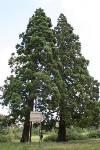(tudományos nevén Sequoiadendron giganteum). Hatalmas fa, de csak második az óriások sorában; magassága: 82 m, kerülete talajszinten 33,5 m, és (fa)tömege 1320 m3!