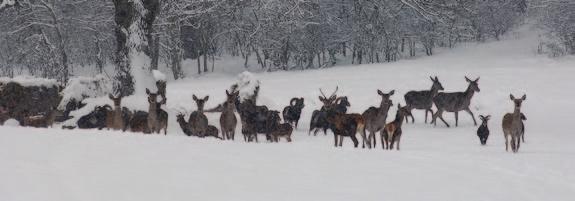 2 napos pausálprogram 2-tägige Saudrückjagd 2-days driven hunting Résztvevők száma Zahl der Teilnehmer Nr. of participants /csoport /Gruppe /team Teríték (db)/ Strecke (St.