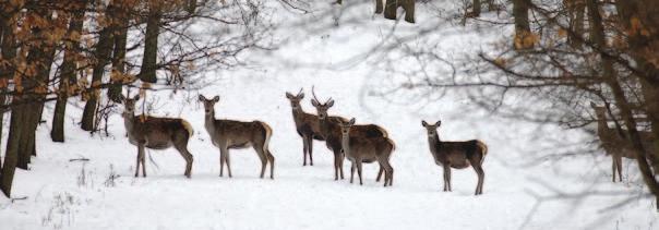 3 napos pausálprogram 3-tägige Saudrückjagd 3-days driven hunting Résztvevők száma Zahl der Teilnehmer Nr. of participants /csoport /Gruppe /team Teríték (db)/ Strecke (St.