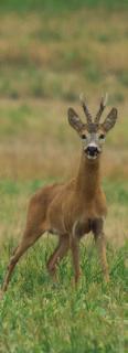 Őz - Rehwild - Roe deer Őzbak Rehbock Roe buck Trófeasúly Geweihgewicht Weight of antlers I. kategória/kategorie/category g /g > 149 125.- 150 249 200.- 250 299 300.- 300 349 445.- + 5.- 350 399 695.