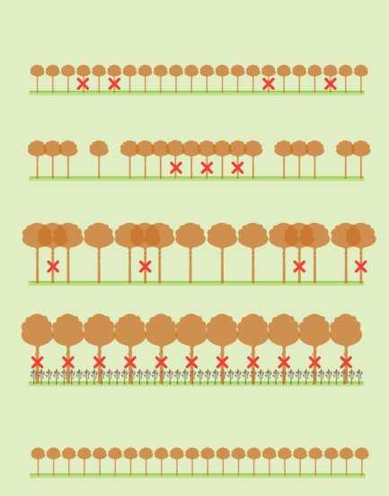 Vágásos erdőgazdálkodás egykorú faállomány (ritkán kétkorú), általában 1-3 fafaj alkotja, homogén erdőszerkezet, állományszintű
