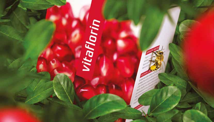 VITAFLORIN: új távlatok A VITAFLORIN nemrégiben lenyűgöző átalakuláson ment keresztül. A készítmény prémium összetétele a bolygónkon elérhető legtisztább forrásokból származó anyagokat tartalmazza.