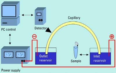 Kapilláris elektroforézis 2. A készülék felépítése 1. Puffer oldattal töltött kvarc kapilláris 2.