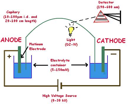 Adatfeldolgozó egység 27 Kapilláris elektroforézis Kapilláris: Kémiailag és elektromosan inertnek, UV-Vis fényt