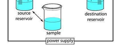 Kapilláris elektroforézis Injektálás: 1. a puffert tartalmazó edény cseréje a mintát tartalmazó edényre 2.