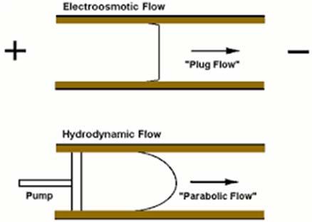 Az EOF a folyadék kapillárisbeli tömegtranszportja, mely a kapilláris belső falán