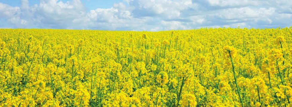 www.plantaco.hu PlantaBór Plusz A bőséges termésért A PlantaBór Plusz (EK-lombtrágya) a bór- és molibdénigényes kultúrák jobb terméskötődésének záloga.