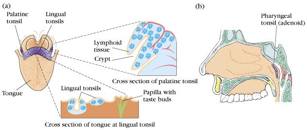 Tonsilla palatina,