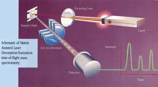 MALDI-TOF: matrix-assisted
