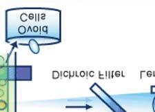 activated cell sorter (FACS)