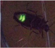 lumineszcencia típusai A lumineszcencia folyamatai abszorpció Gerjesztés módja Lumineszcencia típusa fotolumineszcencia Biolumineszcencia