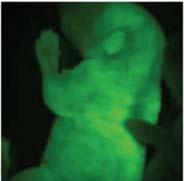 Fluorescence recovery after photoleaching (FRAP) Fluoreszcens fehérjekonjugációs technikák Kvantum pontok (quantum dots)