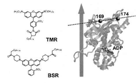 Fluoreszcens jelölési technikák Fluoreszcens jelölési technikák 1. Natív oldalláncok jelölése 1. Natív oldalláncok jelölése 2. Célzott pontmutagenezis 3. Peptid ligáció 4.