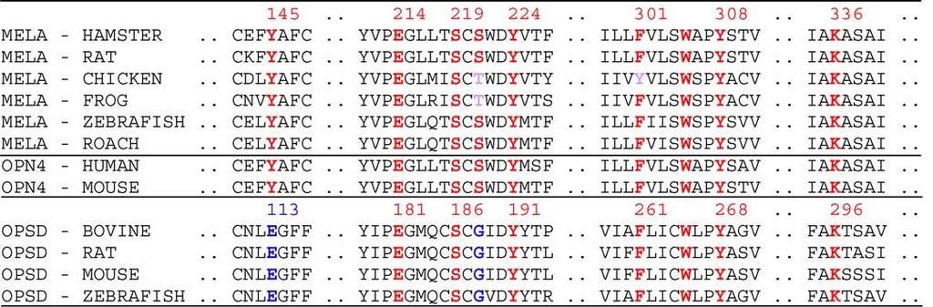 78 R. Hermann et al. / euroscience Letters 376 (2005) 76 80 Fig. 2. Multiple alignment of sequences of several melanopsins opsins and rhodopsins.