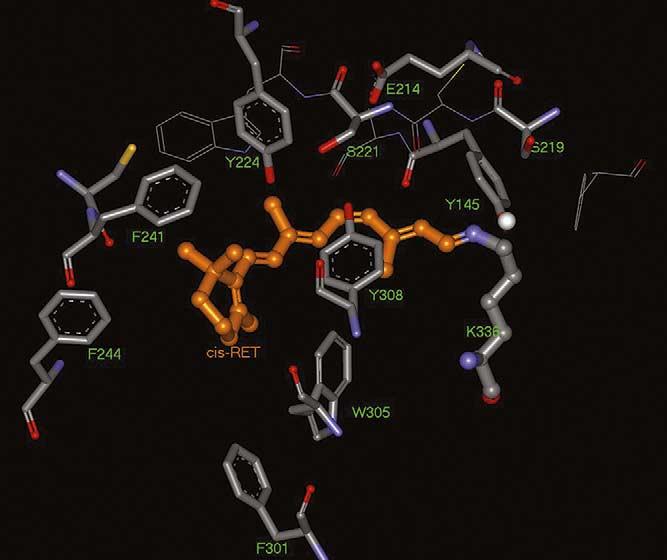 R. Hermann et al. / euroscience Letters 376 (2005) 76 80 79 slowly since the anatomy of the melanopsin containing RGCs also indicates an integrating function.