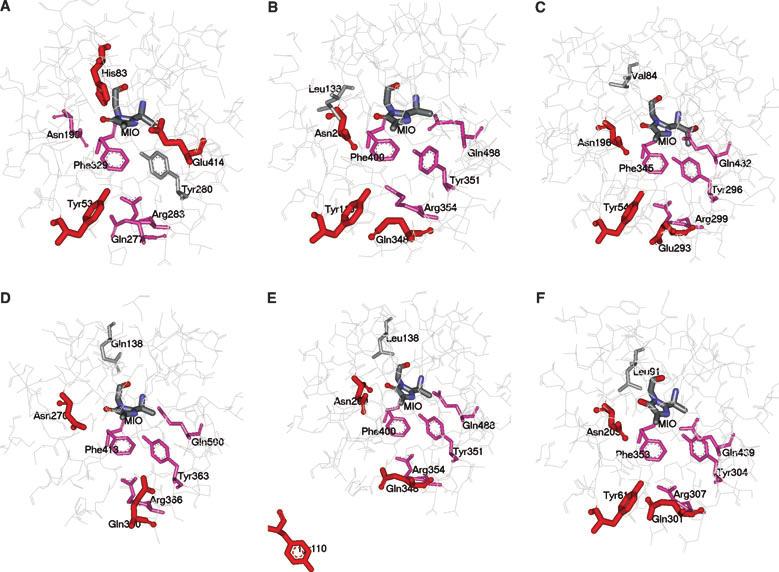 Tyr-loop in phenylalanine ammonia-lyases S. Pilbák et al. structures, we decided to construct a catalytically more competent model of the parsley PAL based on the X-ray structure (Fig.