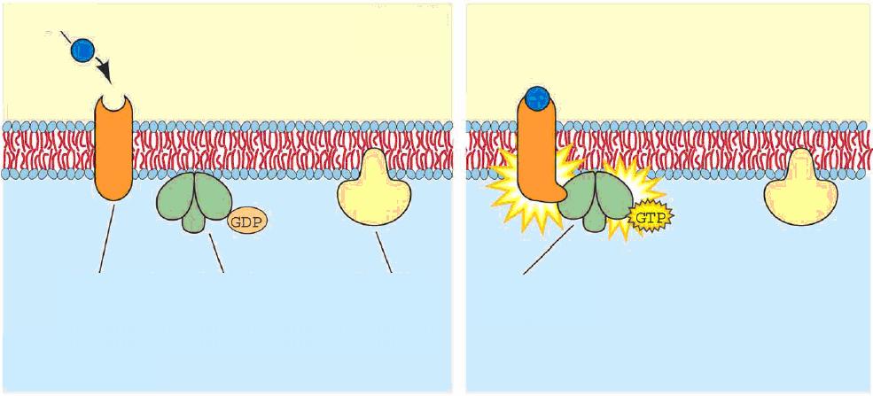 Irodalmi háttér 25 jel sejten kívül GPCR sejten belül inaktív G-protein inaktív ható protein aktívált G-protein reagens termék jeltovábbítás 4. Ábra.