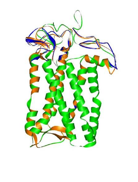 Módszerek és alkalmazásuk saját vizsgálataimban 46 4.2 Molekulamechanika és molekuladinamika 4.2.1 A melanopszin molekuladinamikája Az összetett (Swiss-Model és Robetta) melanopszin modellt alaposabb analízisnek vetettük alá.