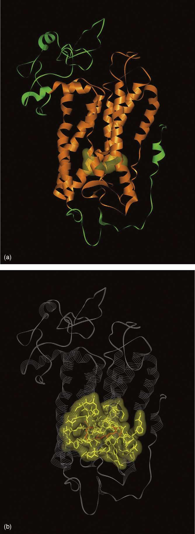 the retina, suggesting that they function as a global light sensor without being involved in vision. RGC photoreceptor cells project directly to the SC via the retinohypothalamic tract.