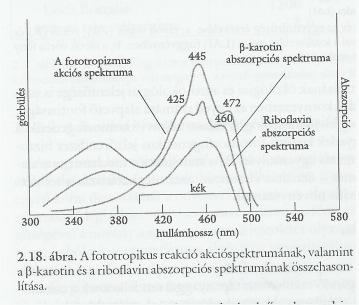 Kriptokróm A NER fotoreceptor pigmentje az egész növényvilágban általánosan elıforduló pigment, elnevezése arra utal, hogy elıször alacsonyabbrendőeknél (kriptogámoknál) mutatták ki, valamint arra,