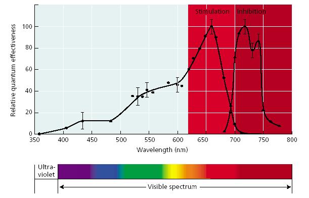 response) Kis besugárzási reakció, LFR (low-fluence reponse) Fényintenzitás: 10 mmol m -2 Küszöbérték: 1µmol m-2 s-1, (pl. csírázás, reverzibilis hatás!