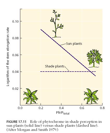 Az R:FR arány és az árnyékolás A fitokrómok lehetıvé teszik, hogy a növények képesek legyenek érzékelni a többi növényt és az árnyékfényt.