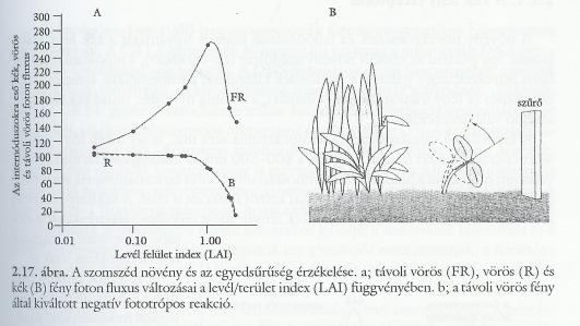 Ha a fény növények árnyékban nınek (alacsony Pfr/összP arány) nagyobb mértékő szármegnyúlást mutatnak, magasabbra nınek. Nem igaz ez az un.
