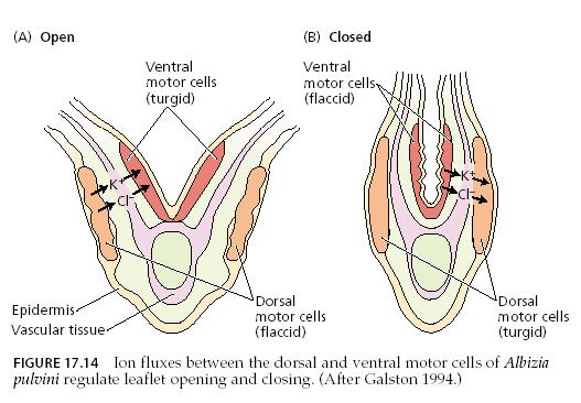 Niktinasztia A levélalapnál a pulvinus ellenkezı oldalán lévı sejtek (ventrális és dorzális motorikus sejtek) turgor változásaival magyarázható.