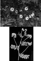 Tarka koronafürt (Coronilla varia) Felhasználás: zöldtakarmányként, szénaként (vadon termő gyógynövény) régen a lucerna gyomja volt a lucernával azonos minőségű!