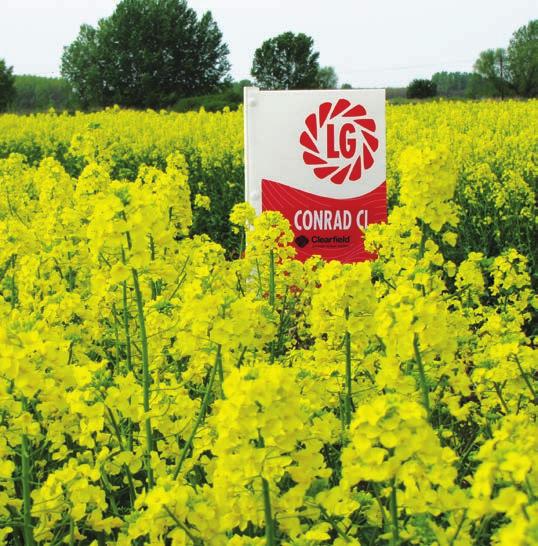 CONRAD CL KORAI HIBRID Magában hordozza a Limagrain hibridekre jellemző előnyös agronómiai tulajdonságokat, termőképessége versenyképes a nem herbicid rezisztens, és a már ismert Clearfield