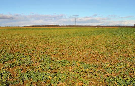 REZISZTENS HIBRIDEK A REPCE GYÖKÉRGOLYVA KÁRTÉTELÉNEK MEGELŐZÉSÉRE A gyökérgolyva a keresztesvirágúak általánosan elterjedt betegsége. Kórokozója a Plasmodiophora brassicae nevű gomba.