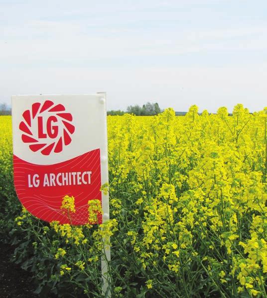 LG ARCHITECT KÖZÉPÉRÉSŰ HIBRID TuYV A Limagrain repce nemesítésének egyik legújabb mérföldköve, amelyre a repce termesztők széles tábora építheti elvárásait.