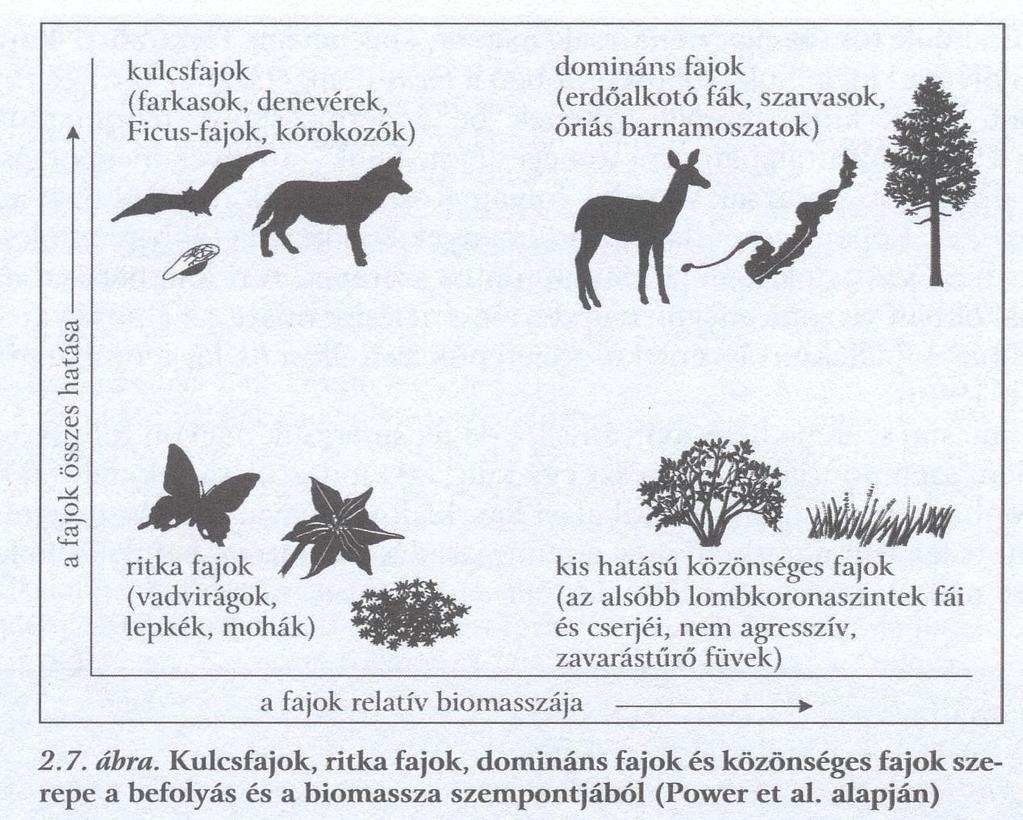 Biodiverzitás Természetvédelmi szempontú értékelésben a fajok nem egyenrangúak - Kocsányos Tölgy- akác - természetesség-ritkaság-veszélyeztetettség Kulcsfajok - csúcs ragadozók farkasok szarvasok,