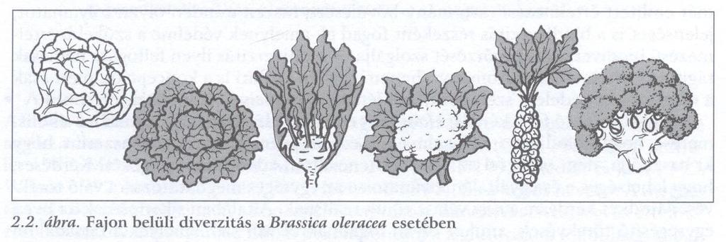 Genetikai sokféleség Genetikai diverzitás - Fajok közötti (sibling fajok Drosophila, ÉA piros keresztcsőrű fajok, 7faj) - Fajon belüli, populációk közötti (pl.